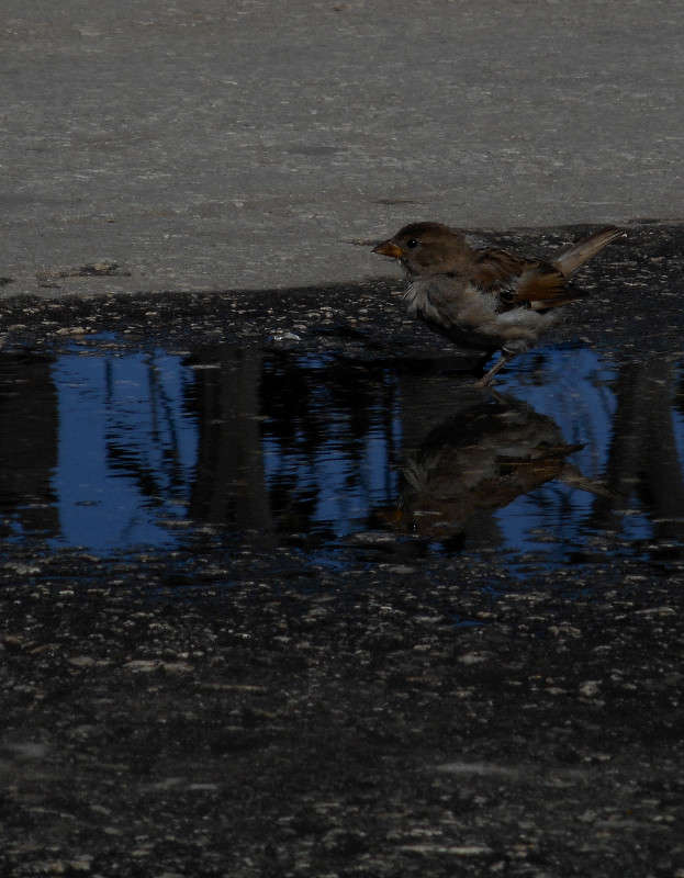 ... ����� Noell Feir �� PhotoGeek.ru