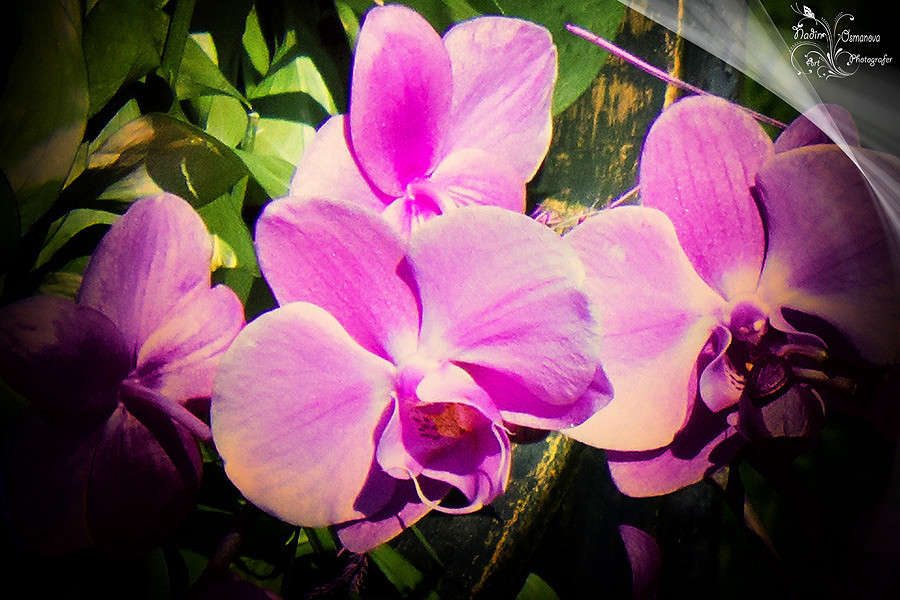 ������� ����� Nadin Osmanova �� PhotoGeek.ru #������ ��� ������� #�����