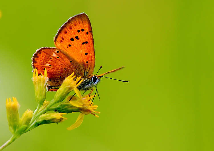 *** ����� Oleg Rezenow �� PhotoGeek.ru #����� #���������