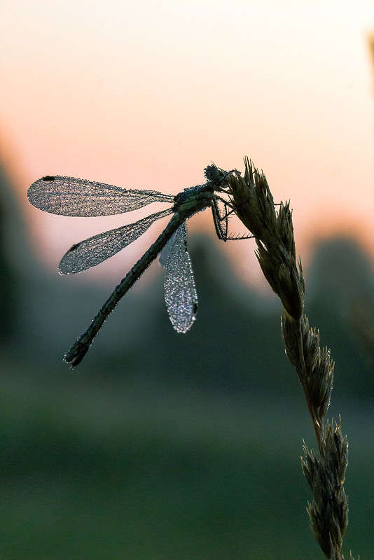 *** ����� Oleg Rezenow �� PhotoGeek.ru #����� #���������