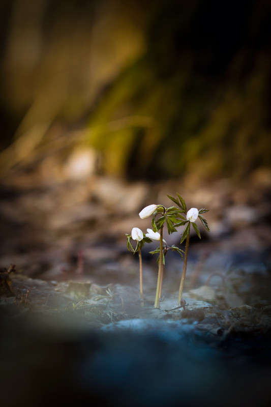 *** ����� Oleg Rezenow �� PhotoGeek.ru #������ ��� ������� #����� ��������������