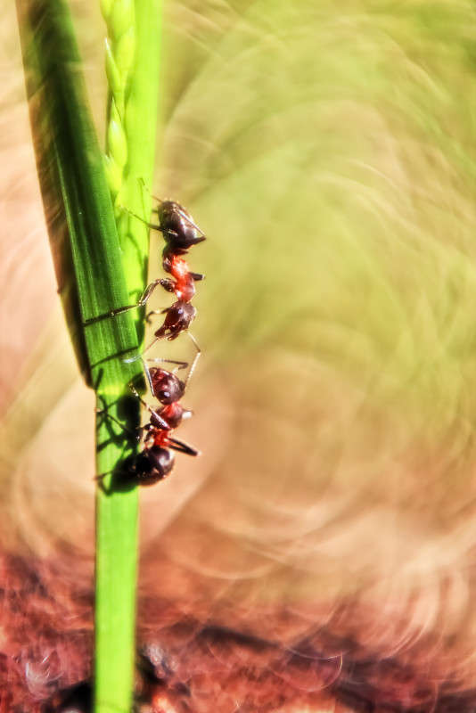 *** ����� Oleg Rezenow �� PhotoGeek.ru #����� #���������