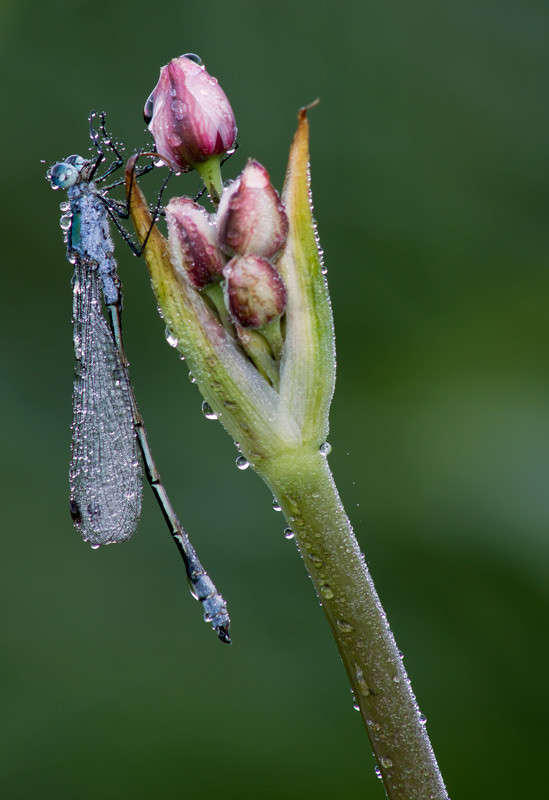 *** ����� Oleg Rezenow �� PhotoGeek.ru #����� #���������