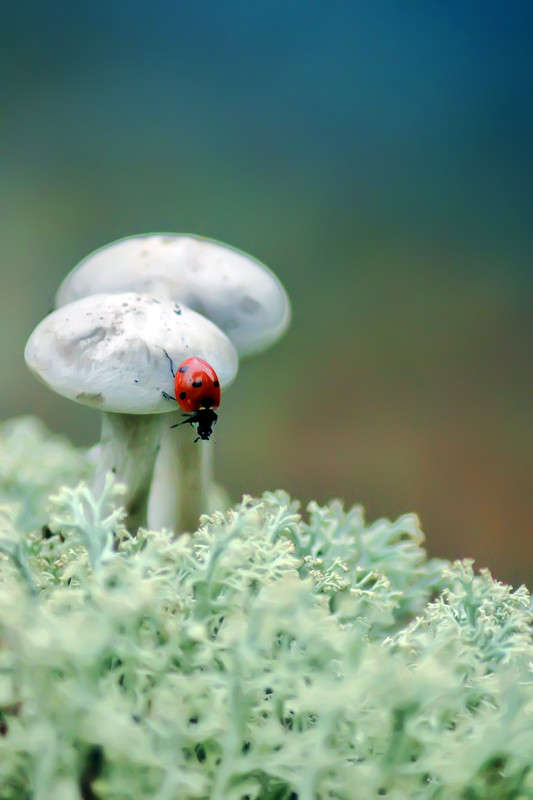 *** ����� Oleg Rezenow �� PhotoGeek.ru #����� #����� �������������� #���������