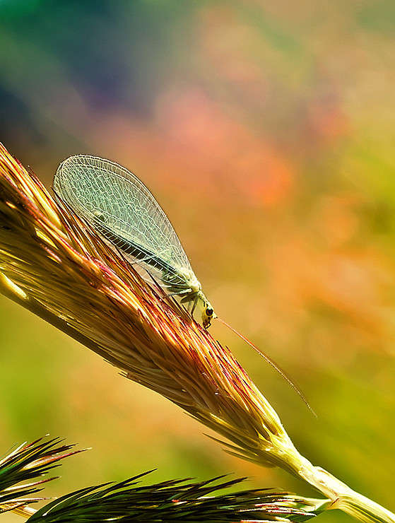 *** ����� Oleg Rezenow �� PhotoGeek.ru #����� #���������