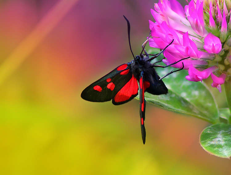 *** ����� Oleg Rezenow �� PhotoGeek.ru #����� #���������