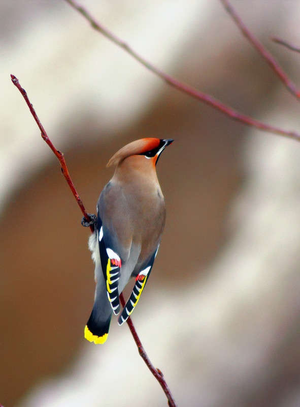 ���������� ��������� ����� Oleg Rezenow �� PhotoGeek.ru #�������� ��� #����� ��� ��� ���������