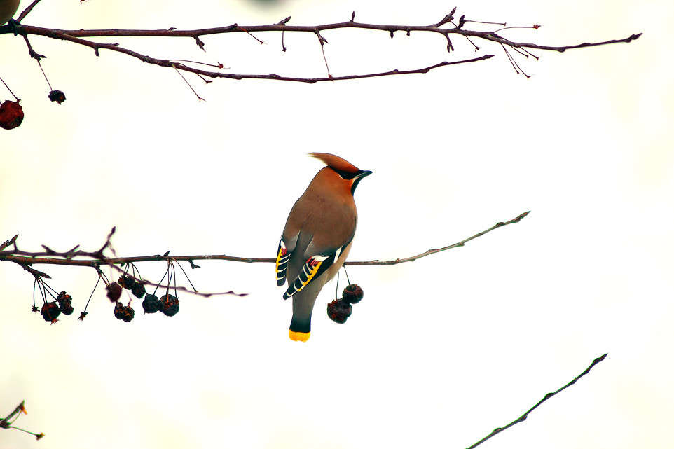 ���������� ��������� ����� Oleg Rezenow �� PhotoGeek.ru #�������� ��� #����� ��� ��� ���������