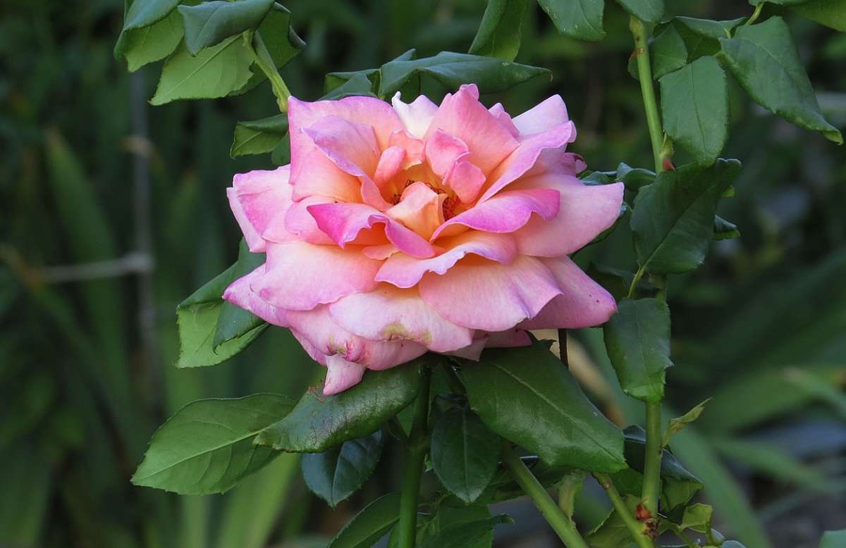 �����, ����� ... 5 ����� Natali  ��������� �� PhotoGeek.ru #����� ��������������