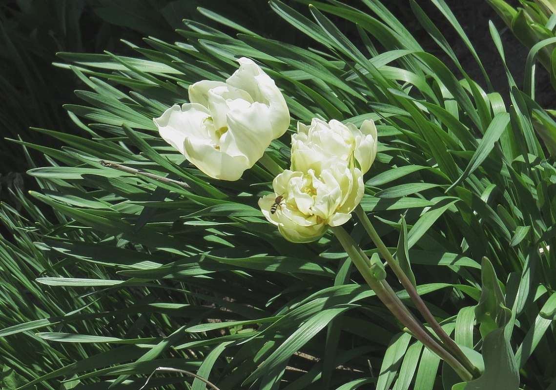 ������ 4 ����� Natali  ��������� �� PhotoGeek.ru #����� �������������� #���������