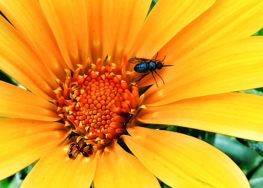 ����� ����� Ron Levi �� PhotoGeek.ru #����� #���������