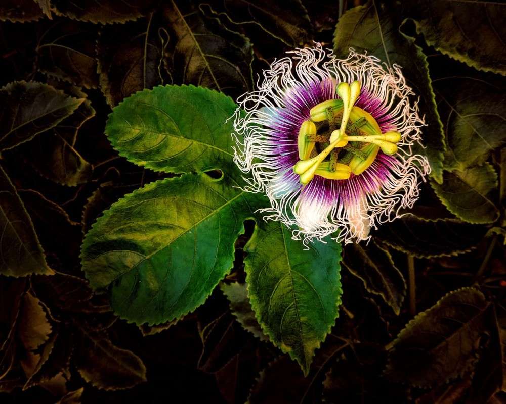 ��������� ����� Ron Levi �� PhotoGeek.ru #�����