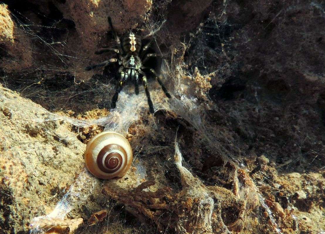 ������ ����� Ron Levi �� PhotoGeek.ru #�����