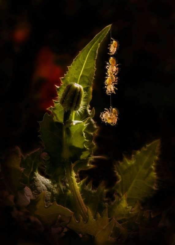 ���� ����� Ron Levi �� PhotoGeek.ru #�����