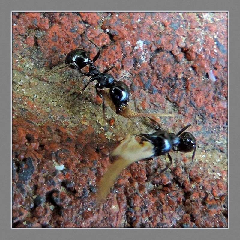 �������� ����� (2) ����� Ron Levi �� PhotoGeek.ru #�����