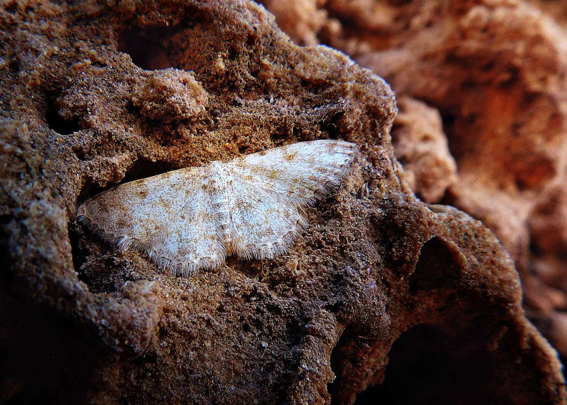 ������ ������� ����� Ron Levi �� PhotoGeek.ru #�����