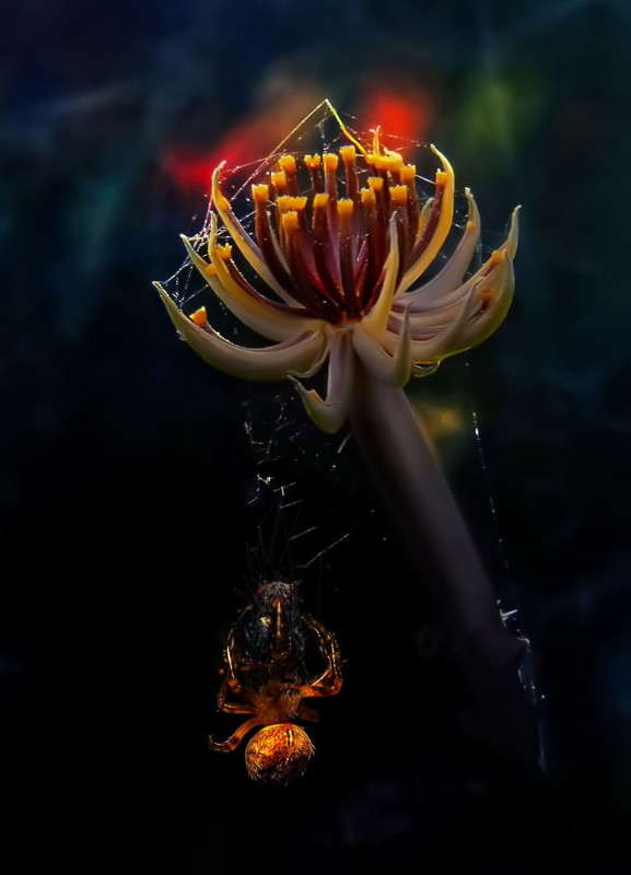 ���� ����� Ron Levi �� PhotoGeek.ru #�����