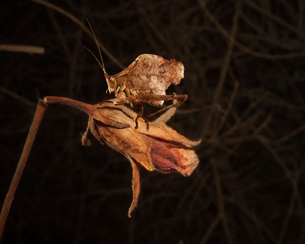 ������������ �������� ����� Ron Levi �� PhotoGeek.ru #�����