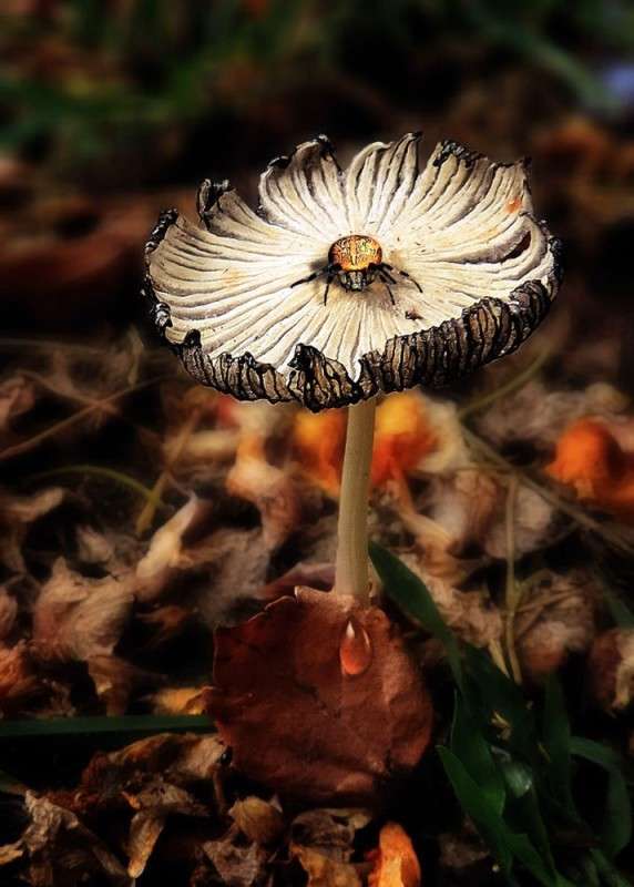 ������� � �������... ����� Ron Levi �� PhotoGeek.ru #�����