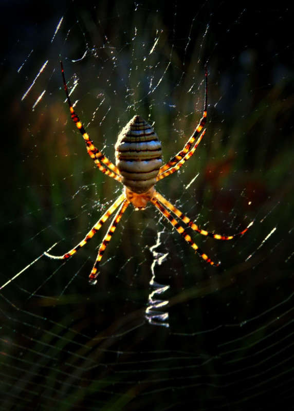 ����� ������ ��� ����� Ron Levi �� PhotoGeek.ru #����� #���������