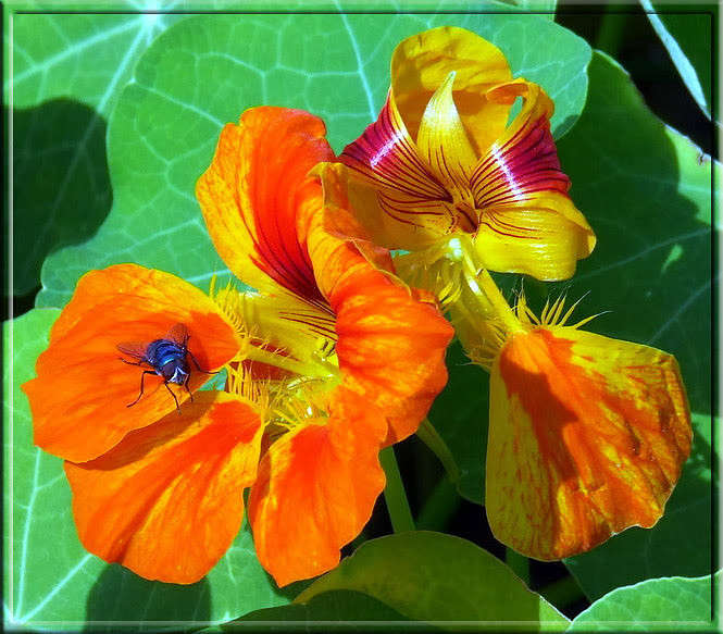 ��� �����-4 ����� Ron Levi �� PhotoGeek.ru #����� ��������������