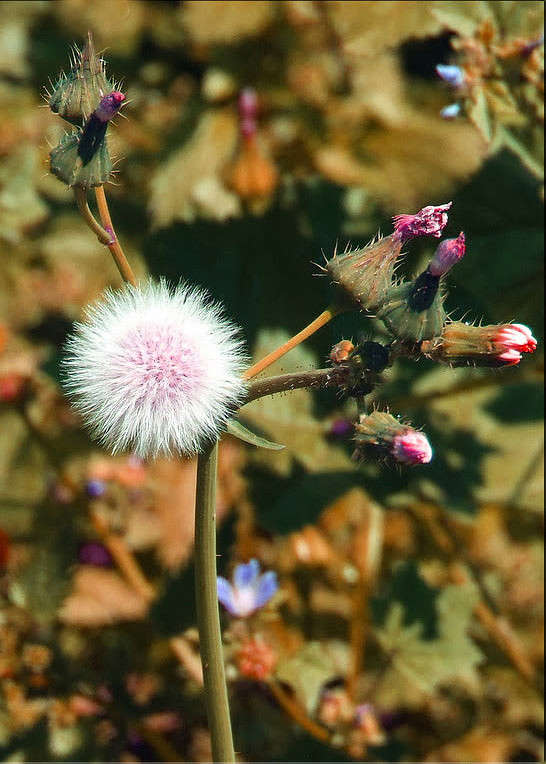 ��� ����� ����� Ron Levi �� PhotoGeek.ru #����� ��������������