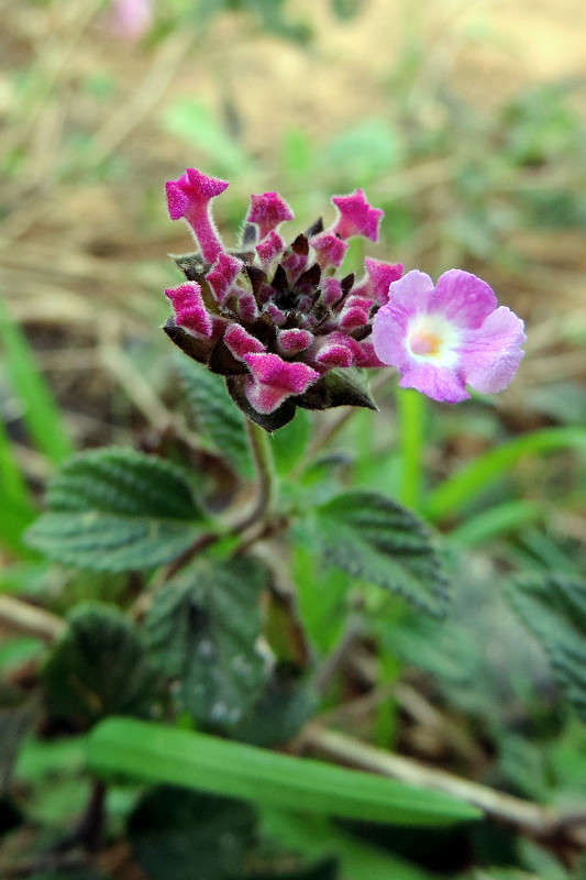 �������, ��� ��� ����� Ron Levi �� PhotoGeek.ru #�����