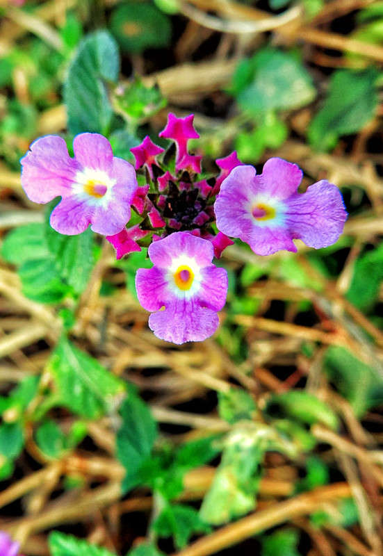 ������? ����� ���� ����� ����... ����� Ron Levi �� PhotoGeek.ru #����� #����� ��������������