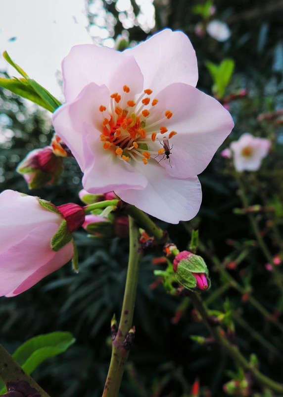 ��������� ������� ����� Ron Levi �� PhotoGeek.ru #�����