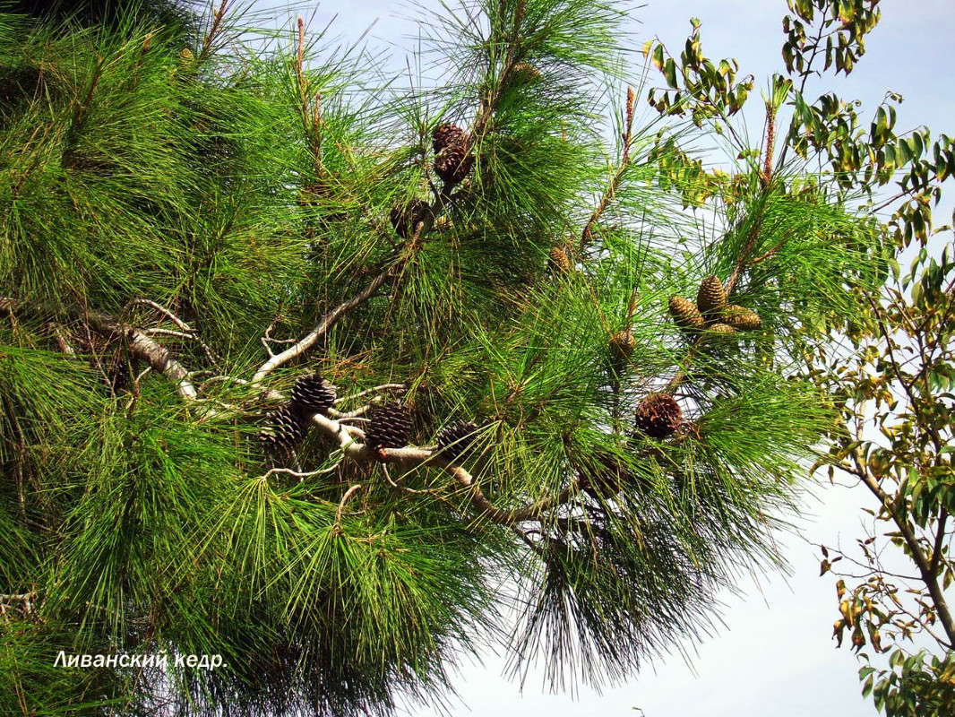 ���� ����� Ron Levi �� PhotoGeek.ru #������ ��� ������� #����� ��������������