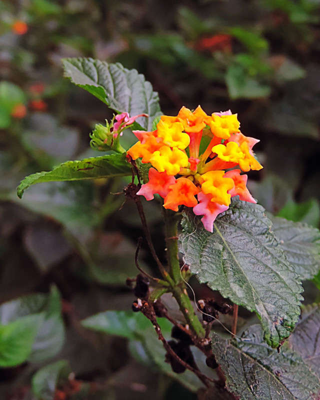 ������� ������??? ����� Ron Levi �� PhotoGeek.ru #����� #����� ��������������