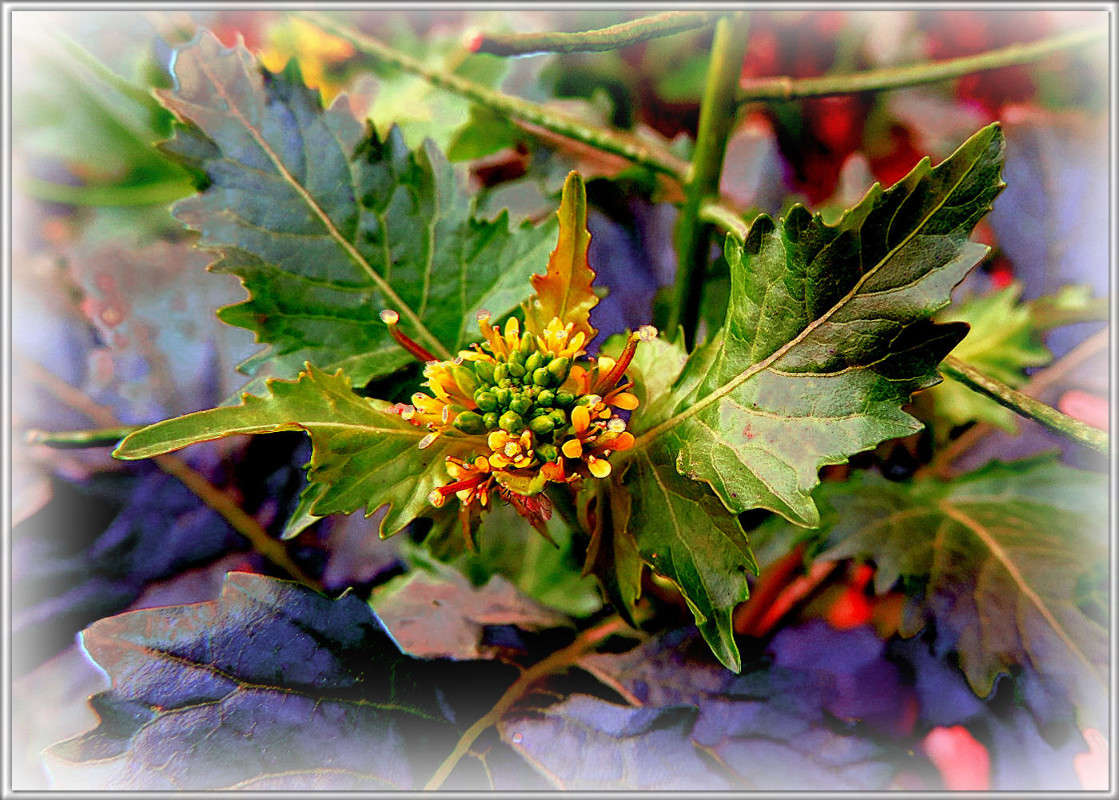 ������ ������� ����� Ron Levi �� PhotoGeek.ru #����� ��������������