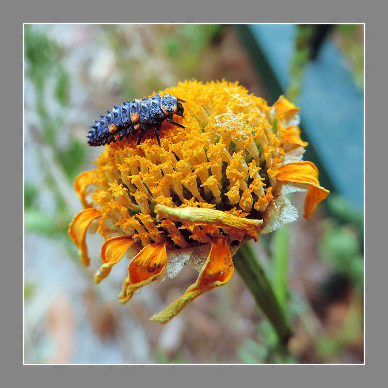 �����������-2 ����� Ron Levi �� PhotoGeek.ru #���������