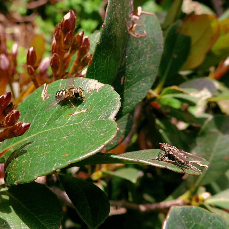 ������ ����� Ron Levi �� PhotoGeek.ru #���������