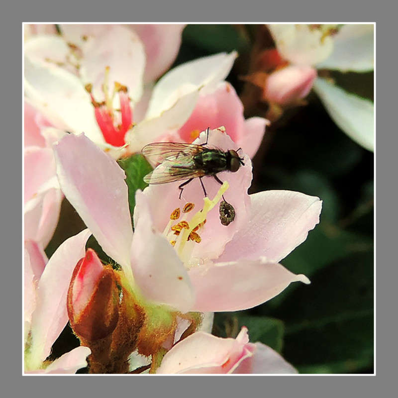 237 ����� Ron Levi �� PhotoGeek.ru #���������