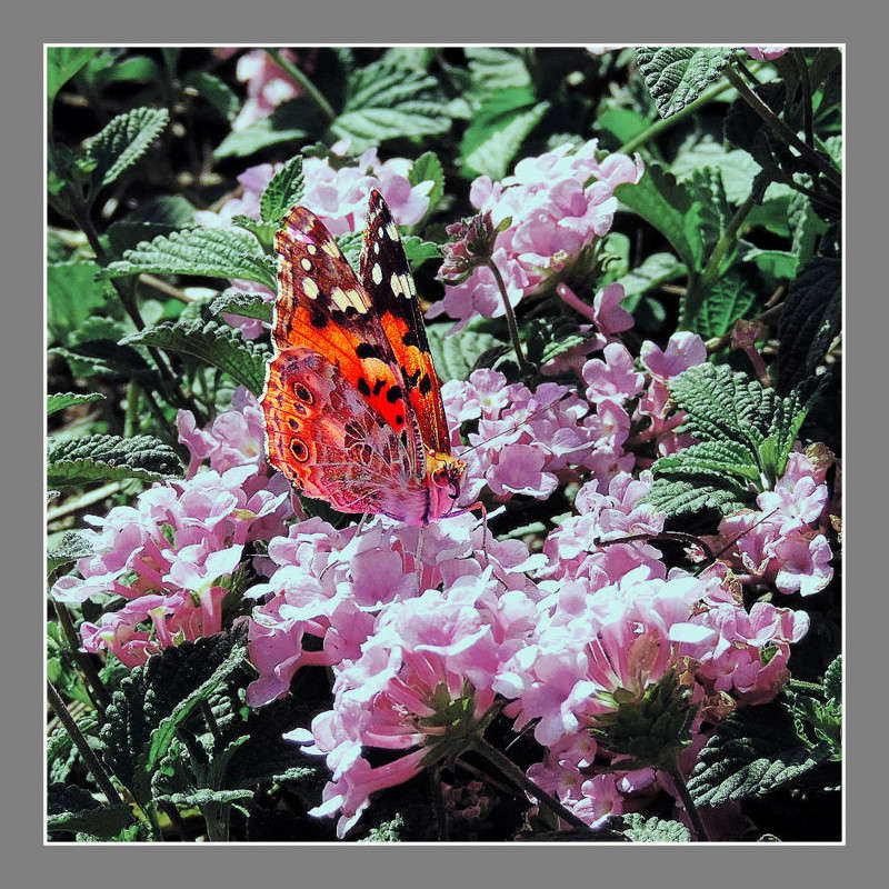 1-013 ����� Ron Levi �� PhotoGeek.ru #���������