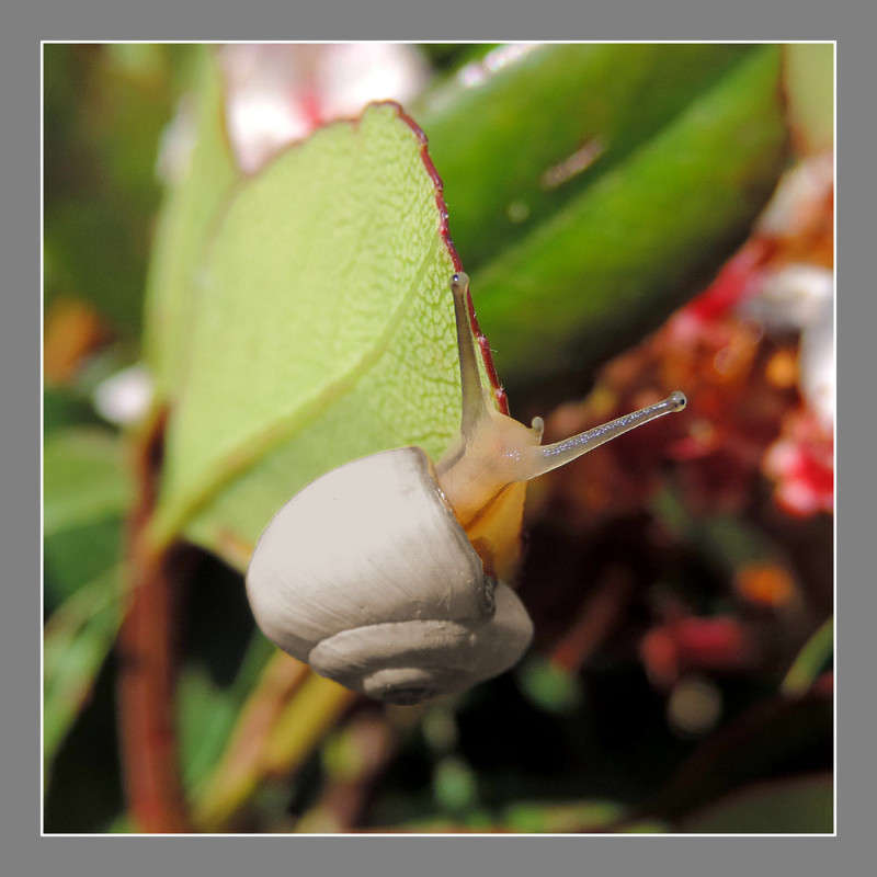 1-045 ����� Ron Levi �� PhotoGeek.ru #�����