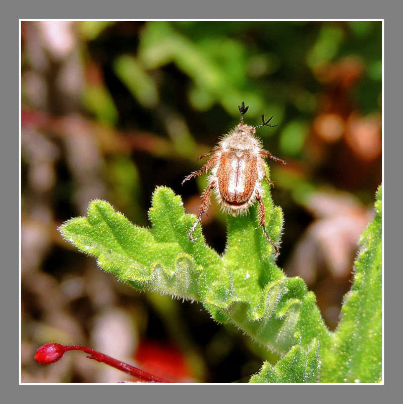 ��� ����� Ron Levi �� PhotoGeek.ru #�����