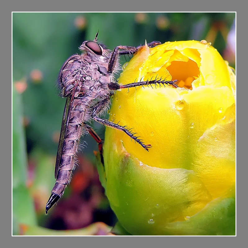 1-006� ����� Ron Levi �� PhotoGeek.ru #�����