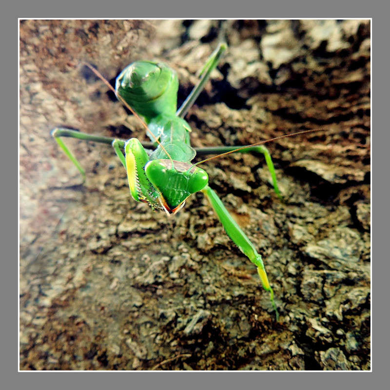 ���� �� ����� Ron Levi �� PhotoGeek.ru #����� #���������