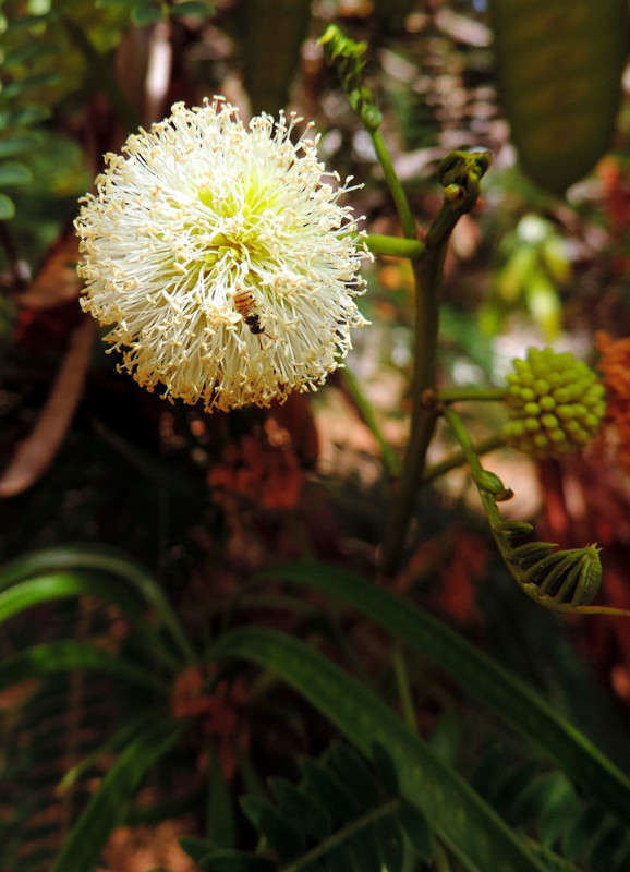 1-010 ����� Ron Levi �� PhotoGeek.ru #����� #����� ��������������