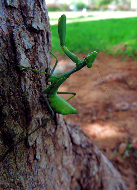 1-040 ����� Ron Levi �� PhotoGeek.ru #���������