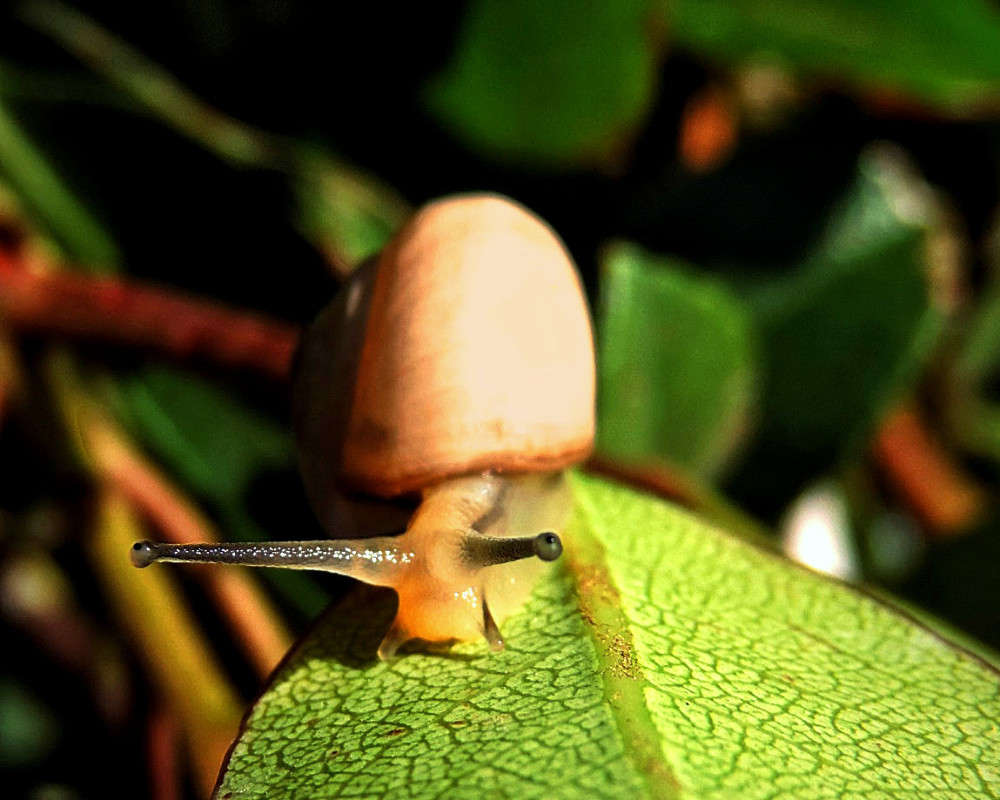 1-042 ����� Ron Levi �� PhotoGeek.ru #�����