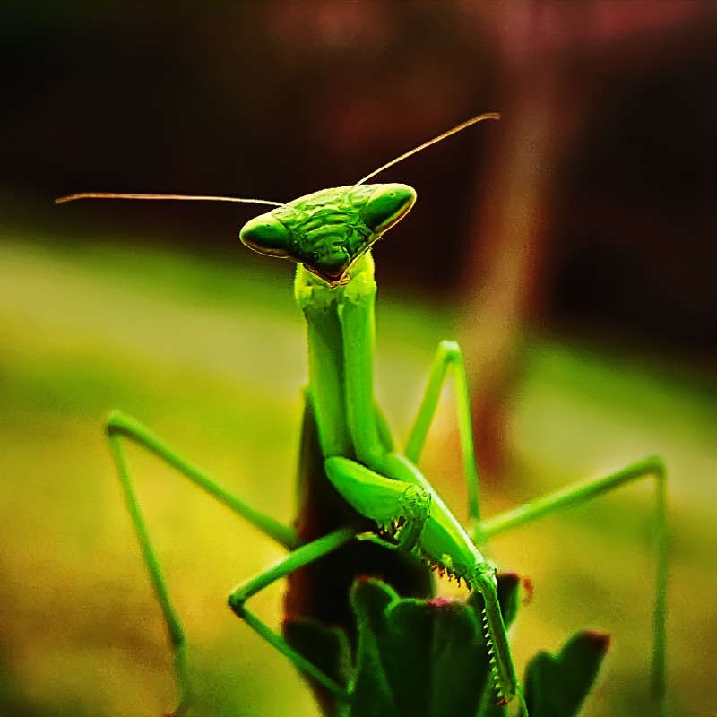 G-024 ����� Ron Levi �� PhotoGeek.ru #�����