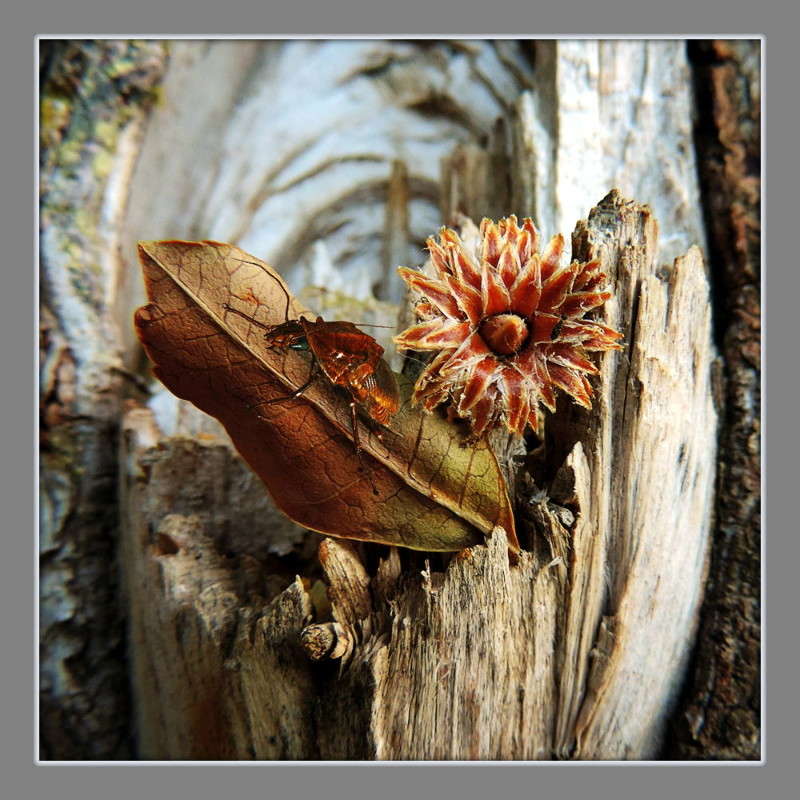 ����� ��������� ��������� ����� Ron Levi �� PhotoGeek.ru #�����