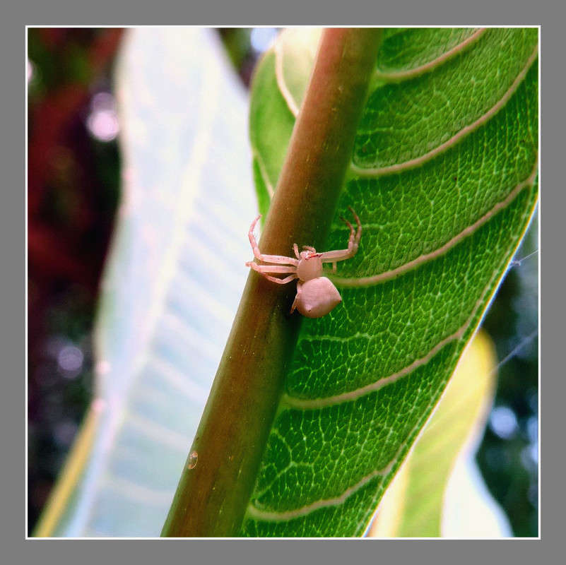 1-019 ����� Ron Levi �� PhotoGeek.ru #�����