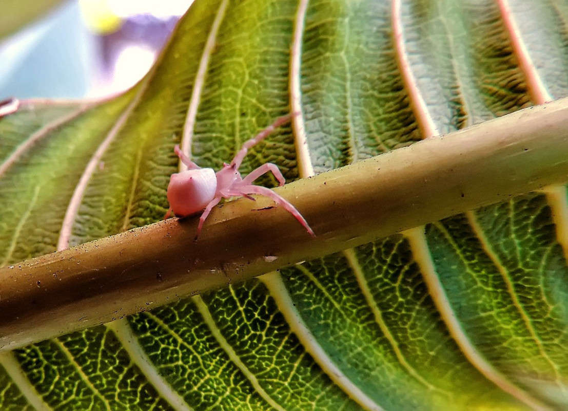 1-023 ����� Ron Levi �� PhotoGeek.ru #�����