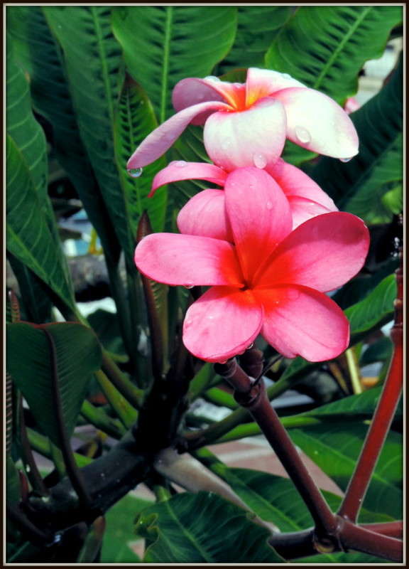 1-003 ����� Ron Levi �� PhotoGeek.ru #����� ��������������