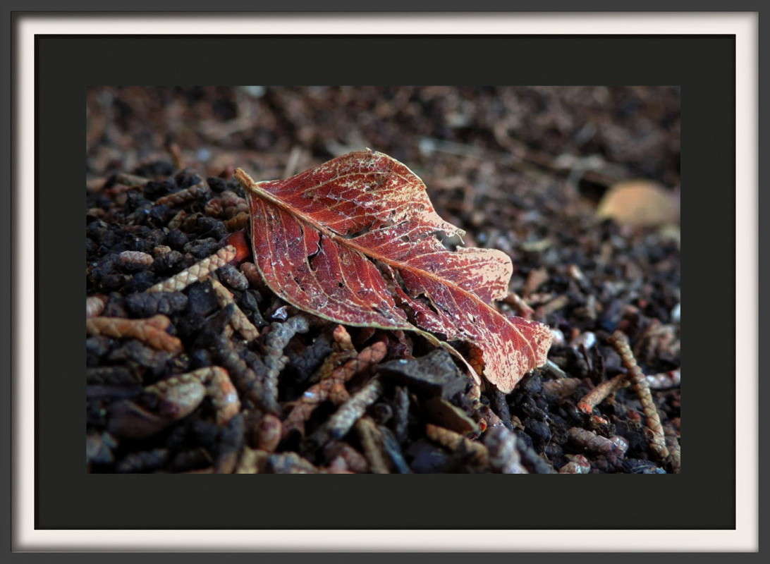 ��� ����� �����... ����� Ron Levi �� PhotoGeek.ru #���������