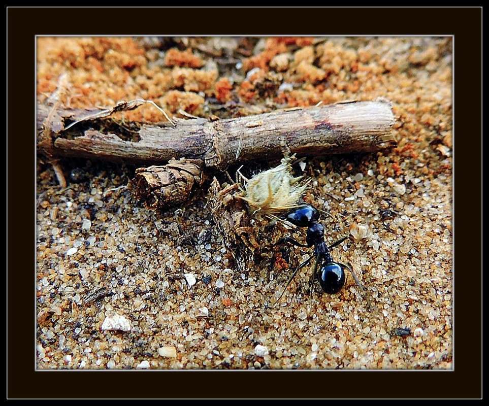 �������� ����� ����� Ron Levi �� PhotoGeek.ru #����� #���������